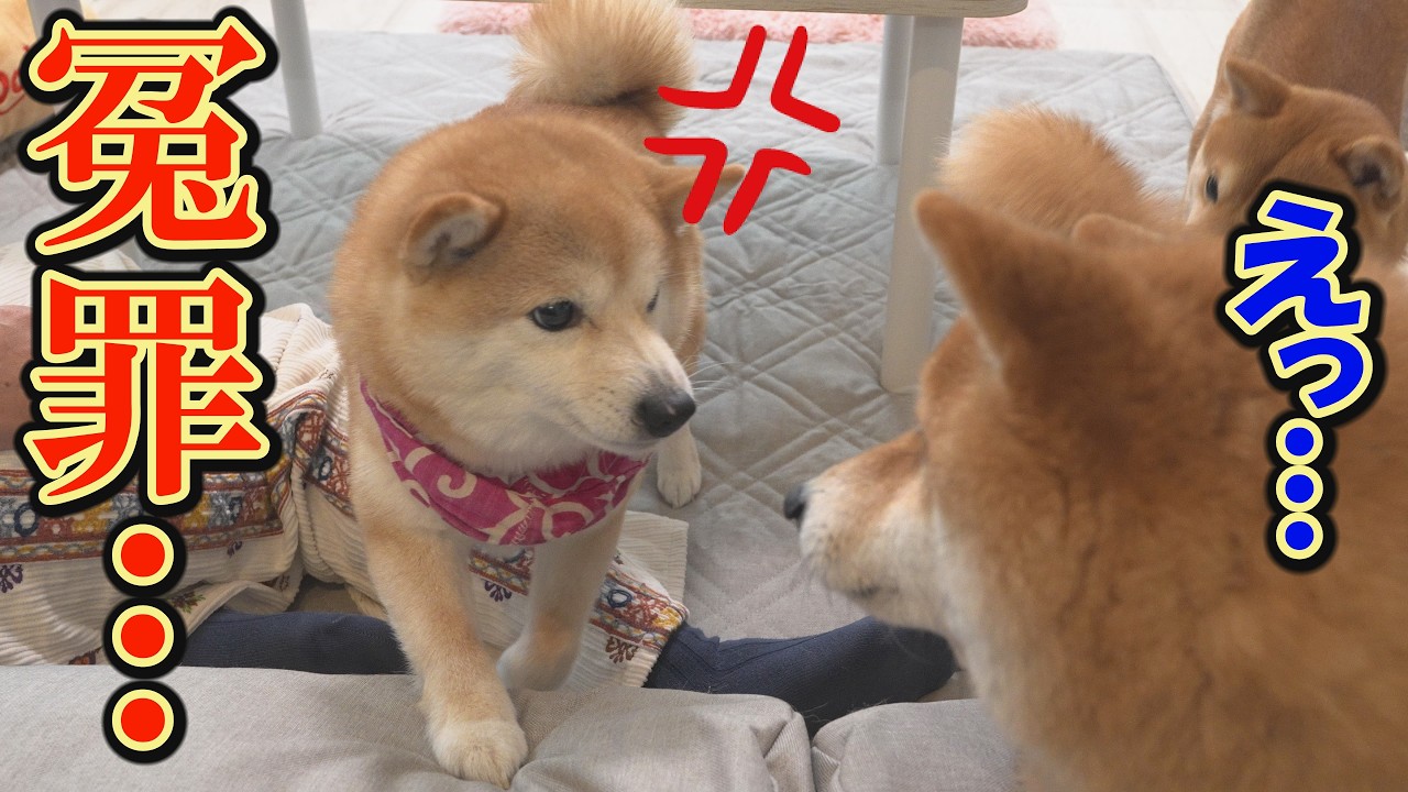 【神回】弟に殴られたのに兄が殴ったと勘違いした妹柴犬・・・思わず笑ってしまいます