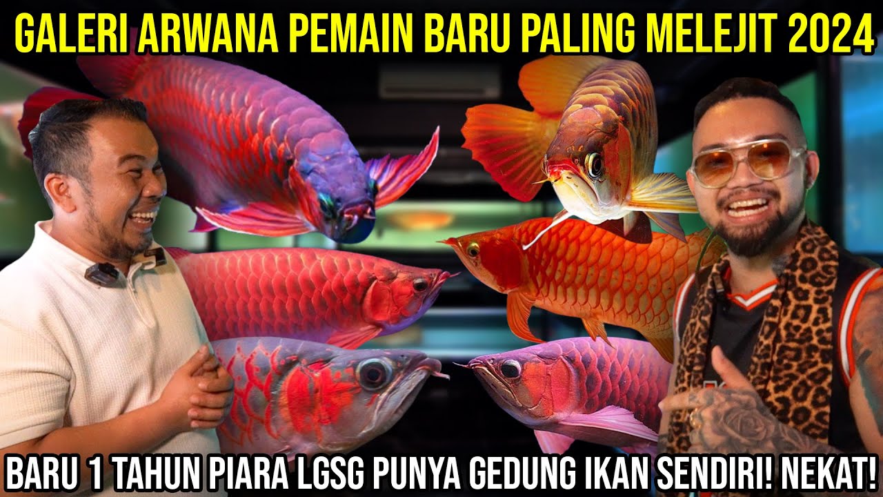 GALERI ARWANA PEMAIN BARU PALING MELEJIT 2024 BARU 1 TAHUN LGSG PUNYA GEDUNG IKAN SENDIRI! NEKAT!