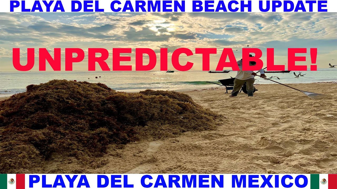 PLAYA  DEL CARMEN MEXICO BEACH AND SEAWEED UPDATE - STINKY BEACHES  ARE UNPREDICTABLE
