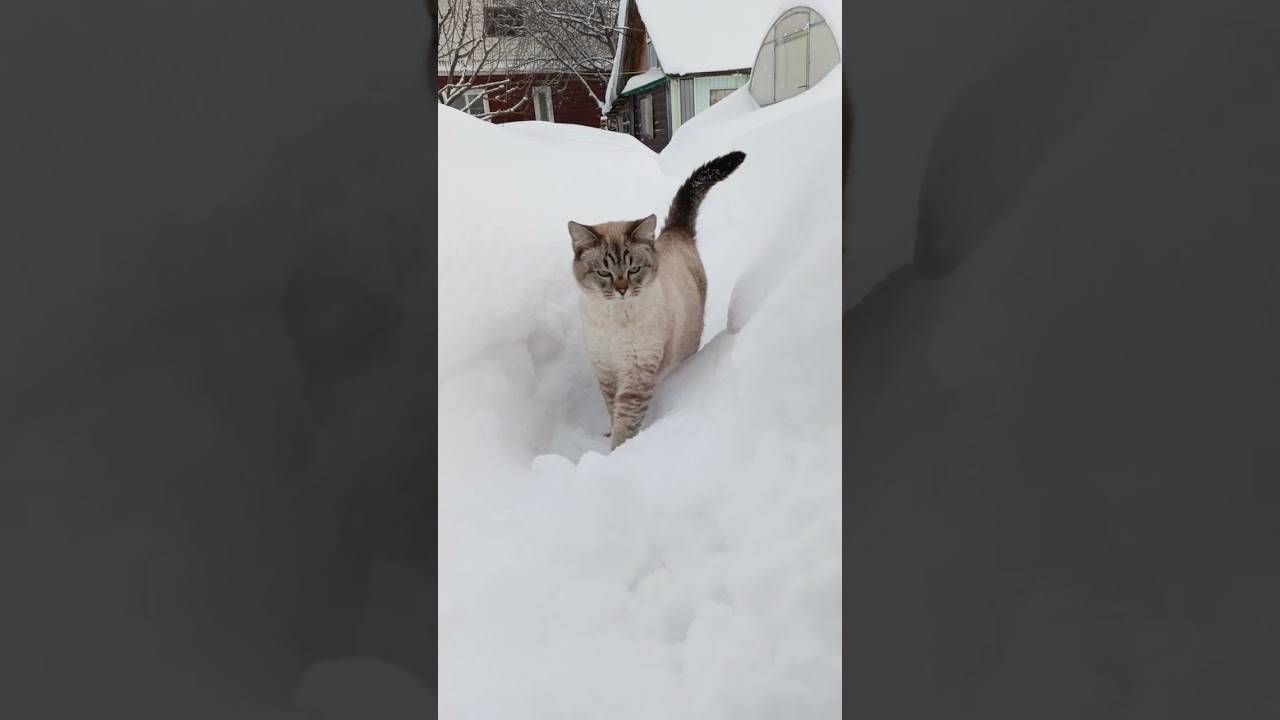 Снегоуборочный день - копаем траншеи ❄️ Прилетели свиристели 🐦☺️ Обычный зимний выходной в посёлке.