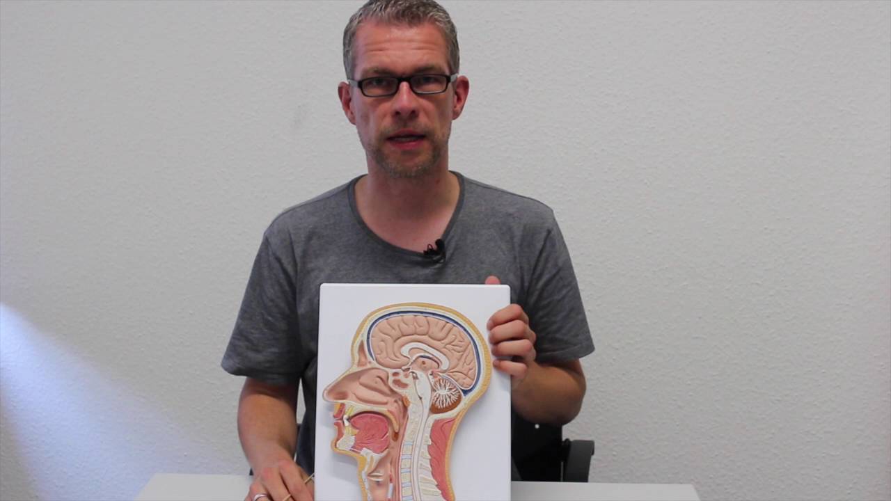 Die chemischen Sinne: Geruch und Geschmack