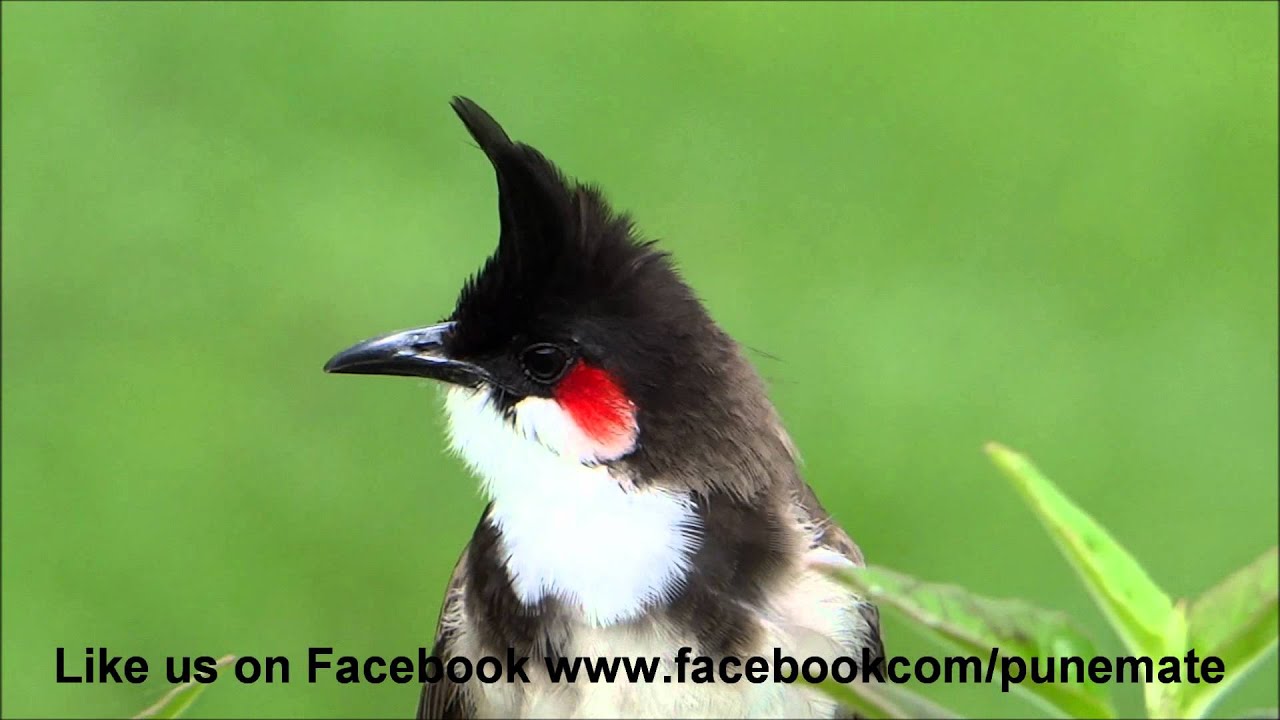 Bulbul Singing