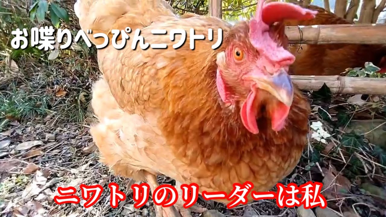 ニワトリ界でもルールはあります