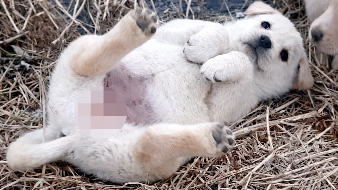 심쿵 시골 시고르자브종 아기강아지 3분 🐾 | ⏳기억