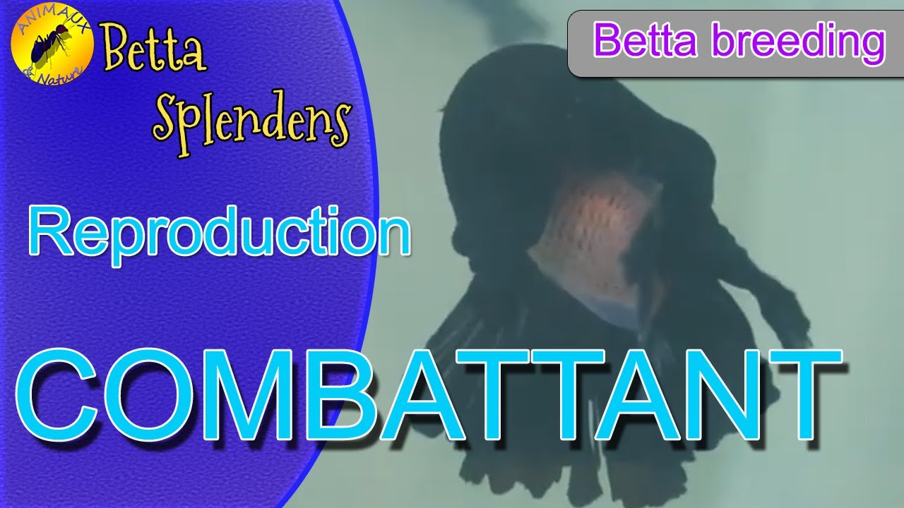 🐟TUTO🐟 Reproduction du combattant