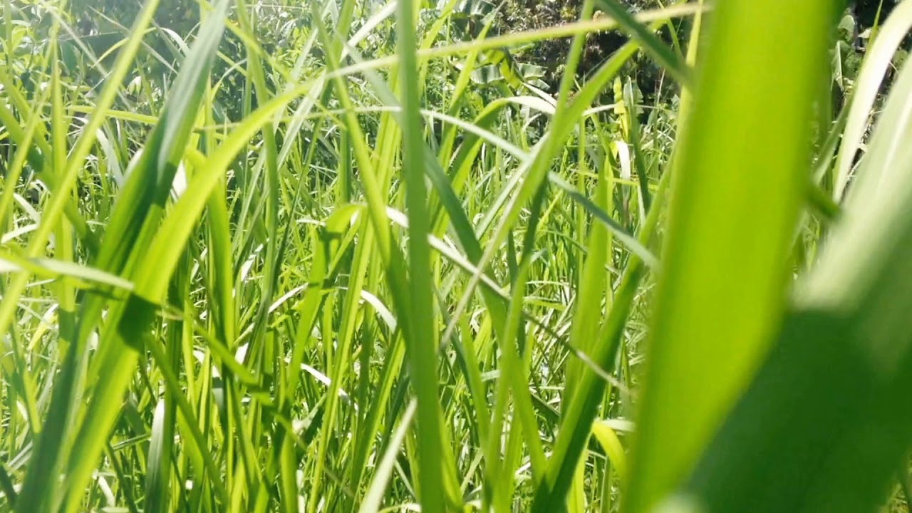 walking on nature  grassland