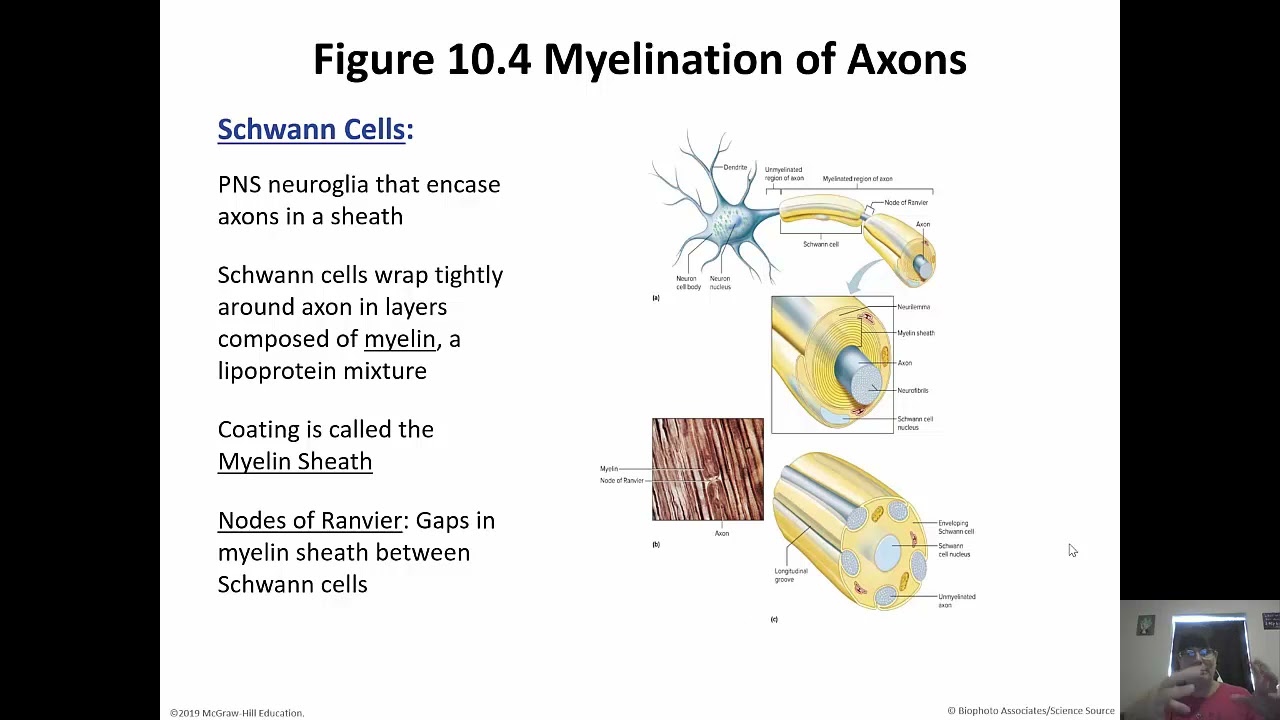 The Nervous System Chapter 10 Part 1