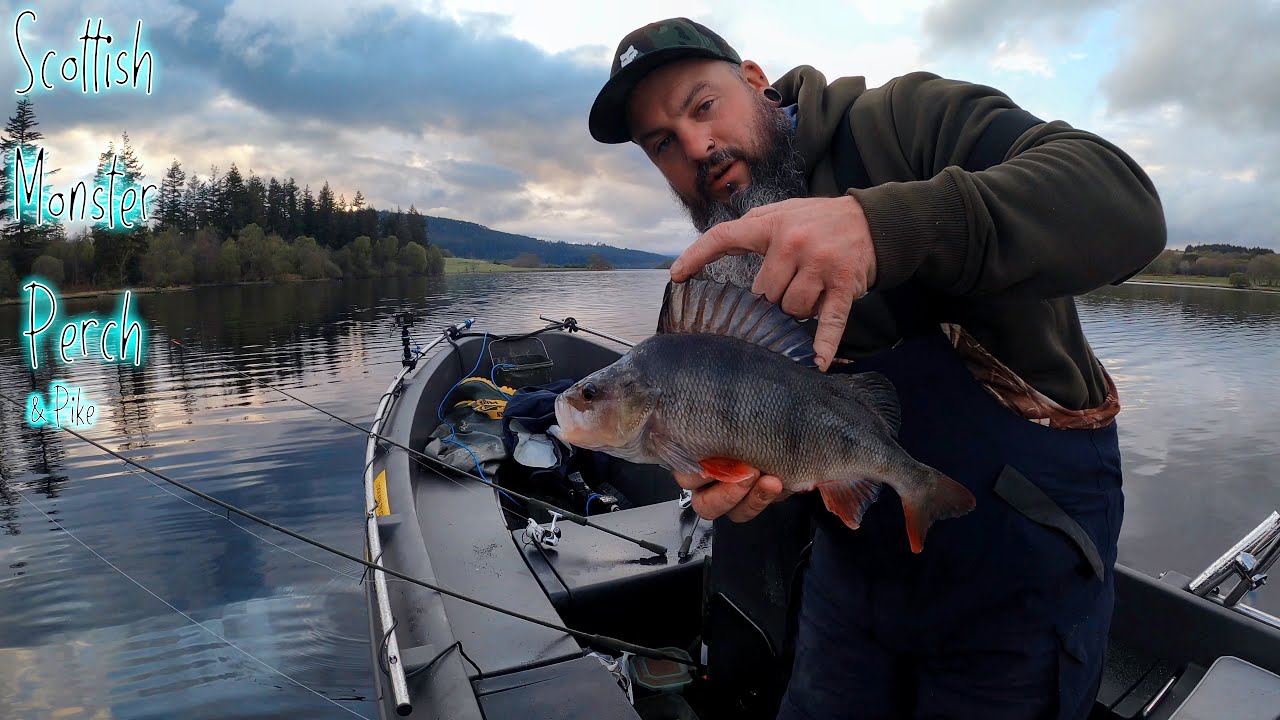 HUGE PERCH & Pike Fishing - Whaly 435 - Boat Fishing Uk - #fishing #perch