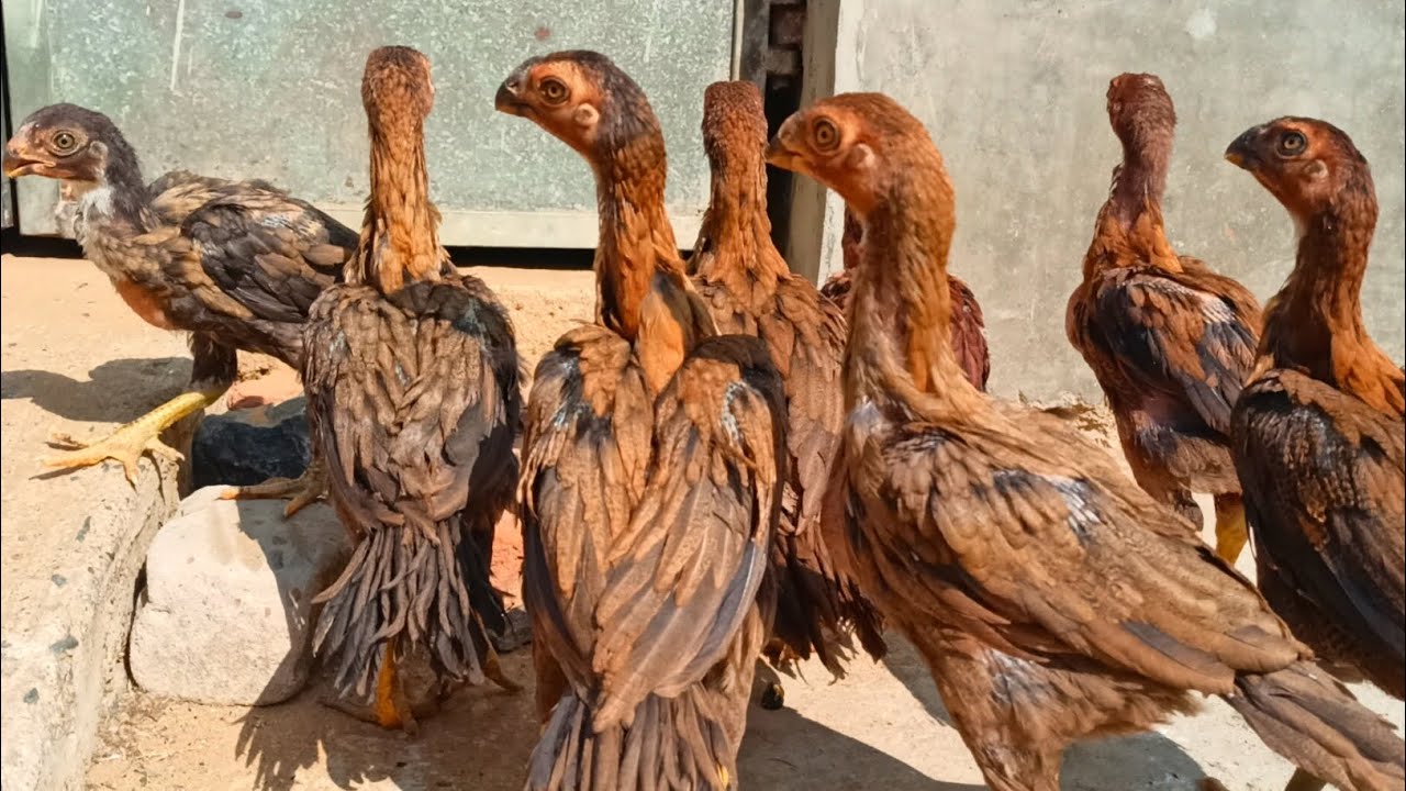 Pure heavy tamper tail lineage parrot beak beautiful colour aseel chick with umesh aseel farm odisha