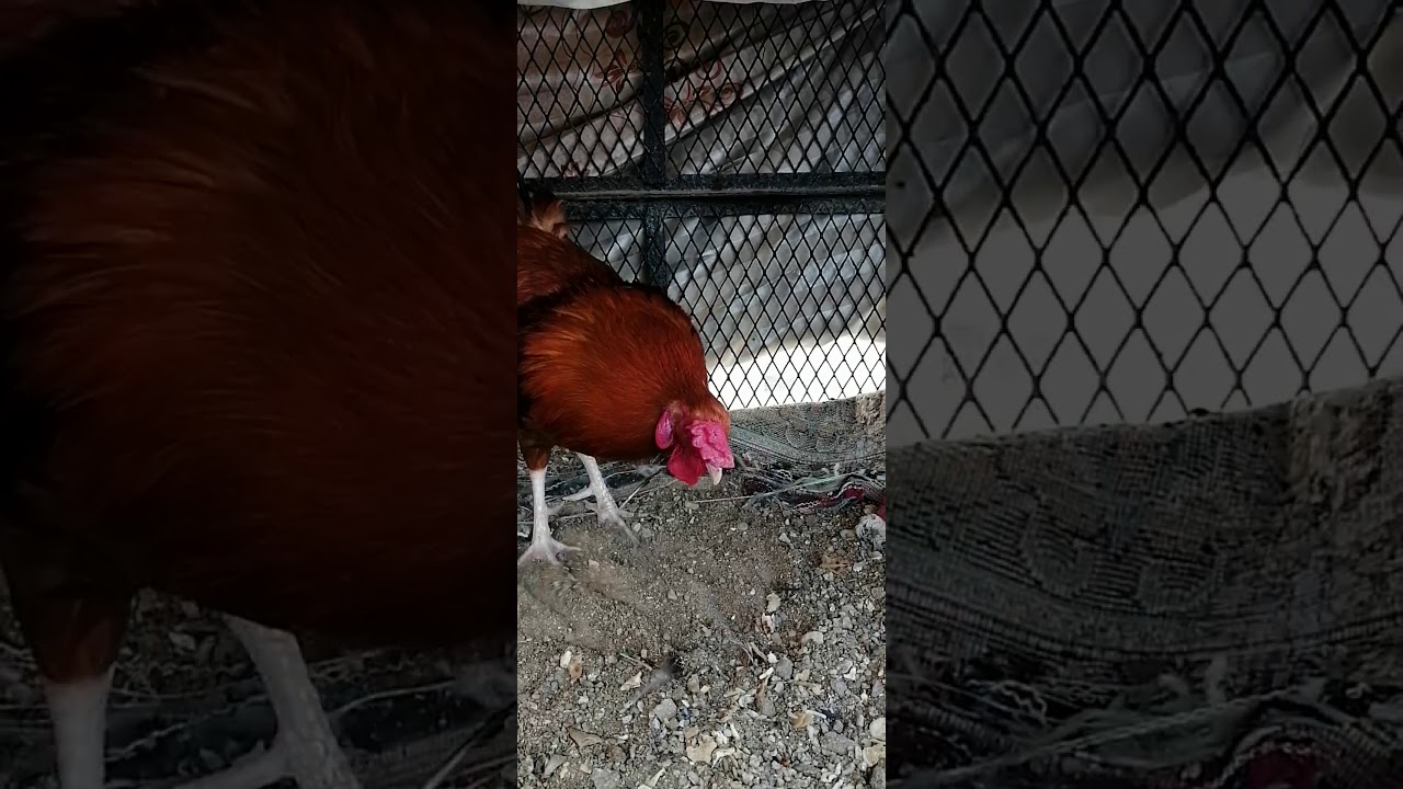 My first Desi breeder 2020