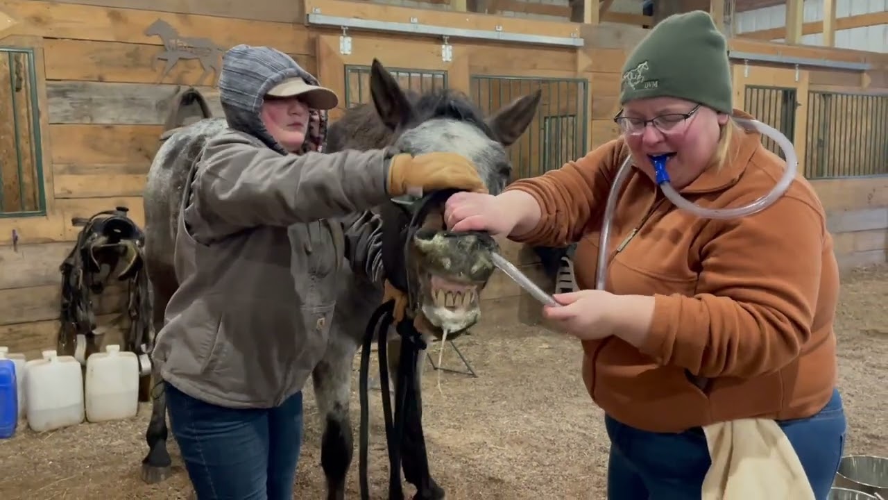 What Happens When A Horse Chokes...