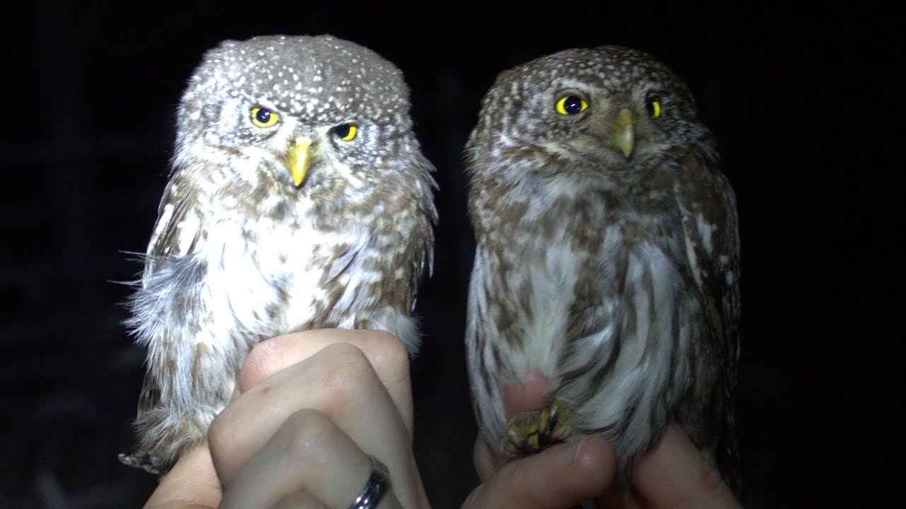 Kulíšek nejmenší (Glaucidium passerinum) Eurasian pygmy owl, Sperlingskauz, Воробьиный сыч
