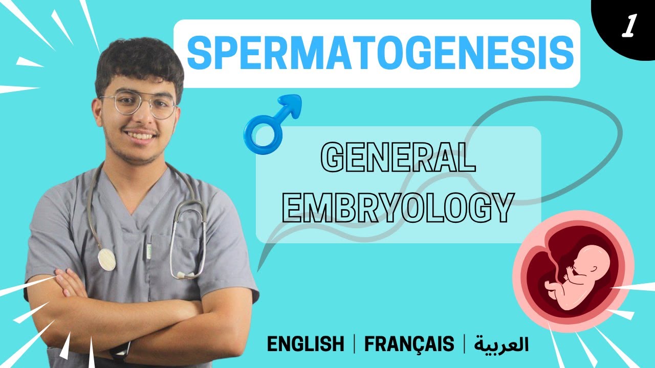 Embryology : Spermatogenesis (mitosis and meiosis)｜علم الأجنة : انتاج الحيوانات المنوية - الانقسامات