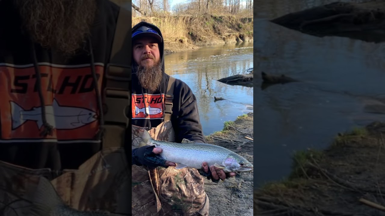 Steelhead northern Indiana!!!