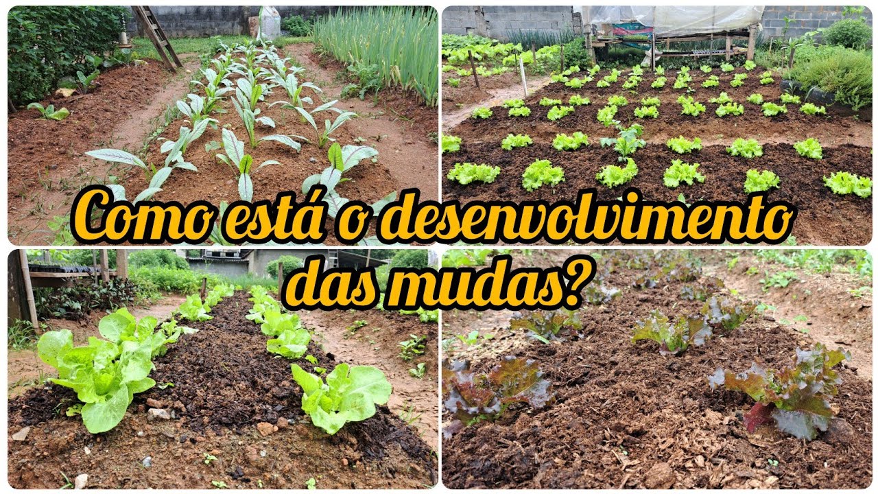 O ALMEIRAO ESTA SE DESENVOLVENDO LENTAMENTE/COLOQUEI ESTERCO NAS MUDAS NOVAS DE ALFACE 