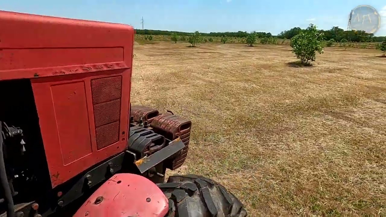 2024 Diós szárvágózás