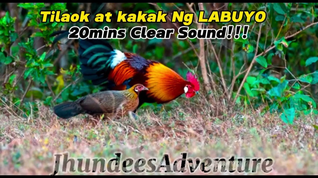 Kakak Tilaok Ng LABUYO 2O Mins Clear Sounds!!!