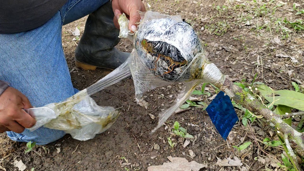 La nueva técnica de sembrar cacao