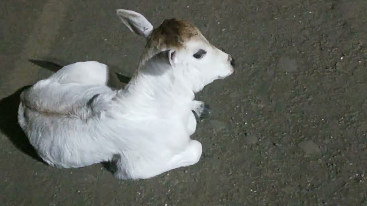 A Beautiful Calf, You Will Love