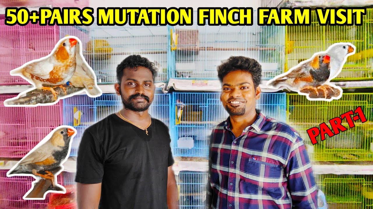 50+ Pairs Zebra finch mutations | Finches farm in tamil | zebra finch breeding setup | Tamil