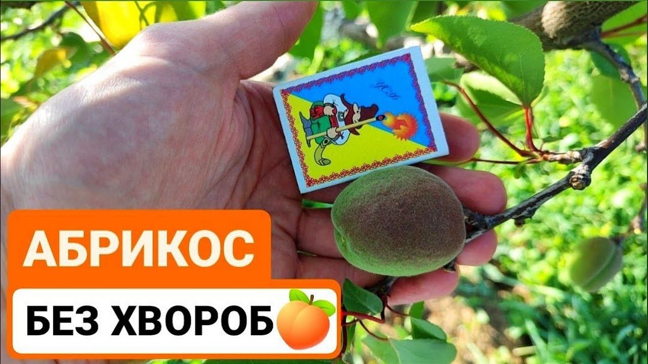 Які сорти абрикос стійкі до Маніліоз,  Перспективні сорти і препарати 2024 року