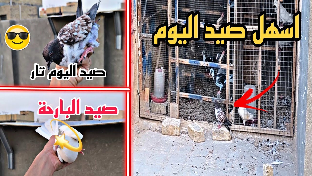 صيد اليوم تار🔥صيد البارحة ابيض صغير😂💙