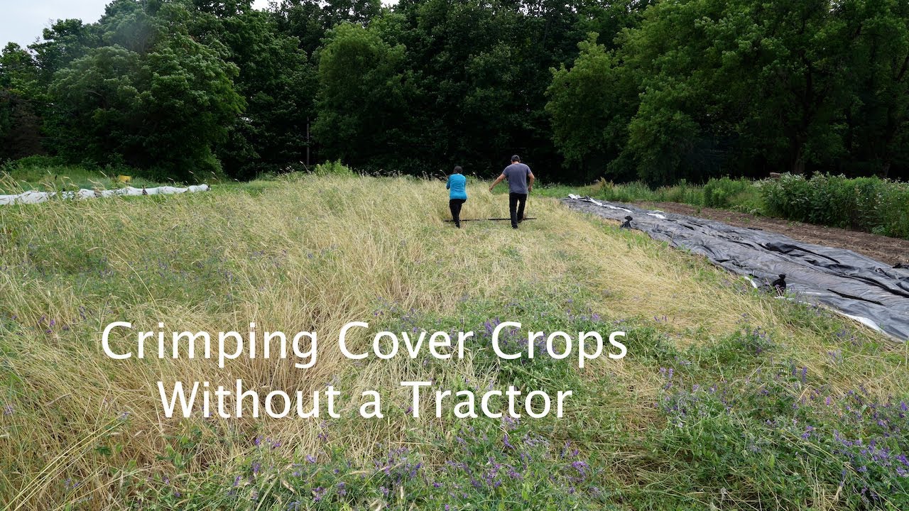 Crimping Cover Crops Without a Tractor