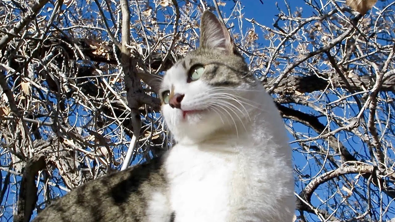 Our Cute Cats #369  -  Grashak And Vinka On Trees