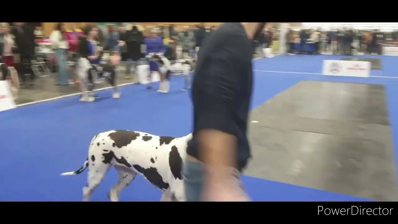 Paris dog show 2024 Dogue allemand 🏆