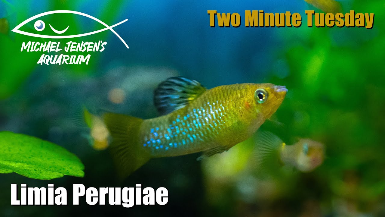 Limia Perugiae - Two Minute Tuesday
