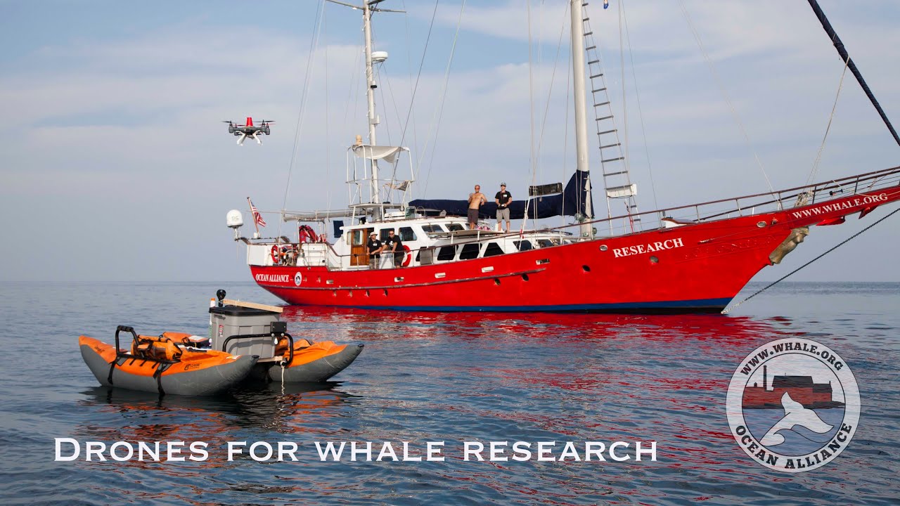 Drones For Whale Research
