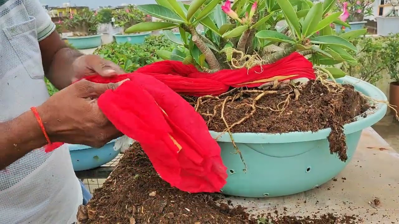 When to Repot Adenium After Mansoon Part 1 | How to know if Adenium plants need repotting?