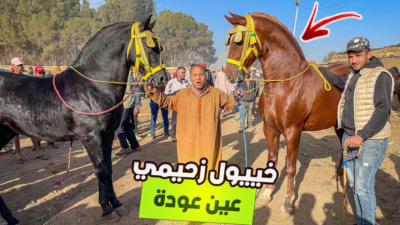 🚨سوق الخميسات منور اليوم البرگي السليماني راس سوق مع زحيمي و ولادو و المليح ديما حاضر ✅