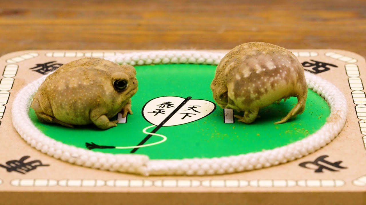 Моти сумо. Чиаки Раку. Битва между всеми неудачниками.🐸 #сумо #реслинг #лягушка