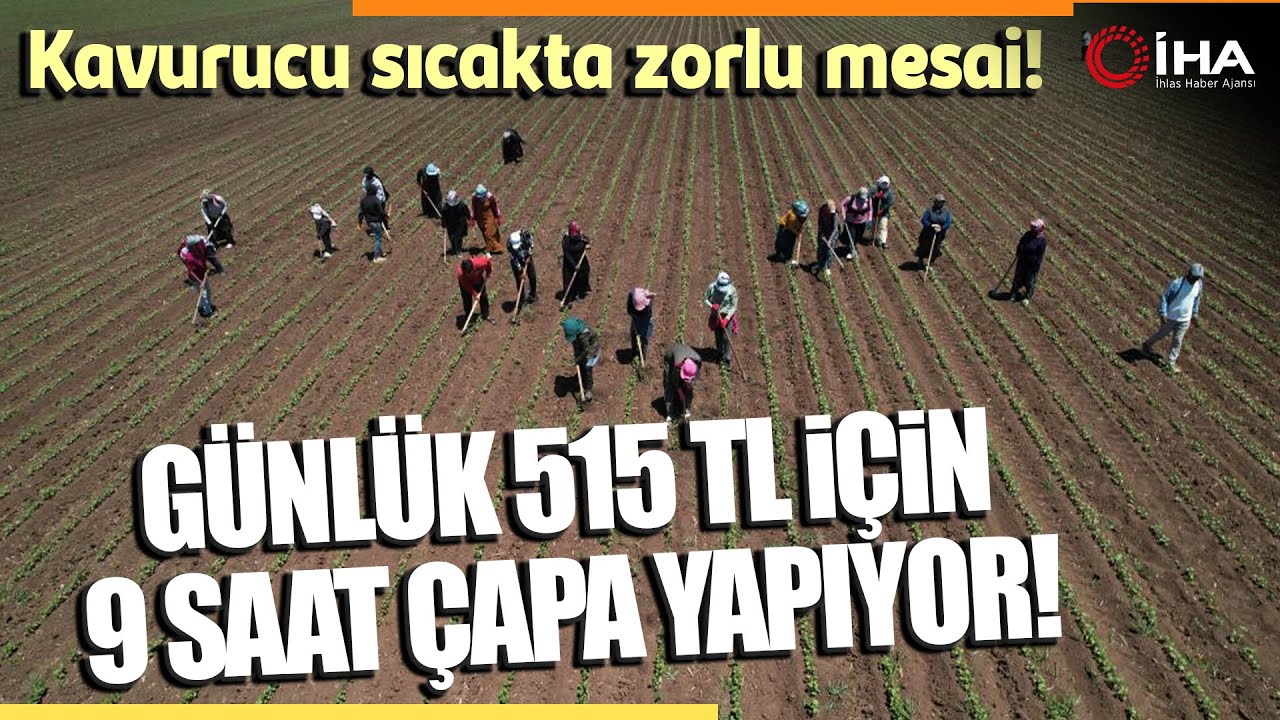 Amik Ovası'nda Pamuğun İpliğe Yolculuğunda Zorlu Çapa Mesaisi