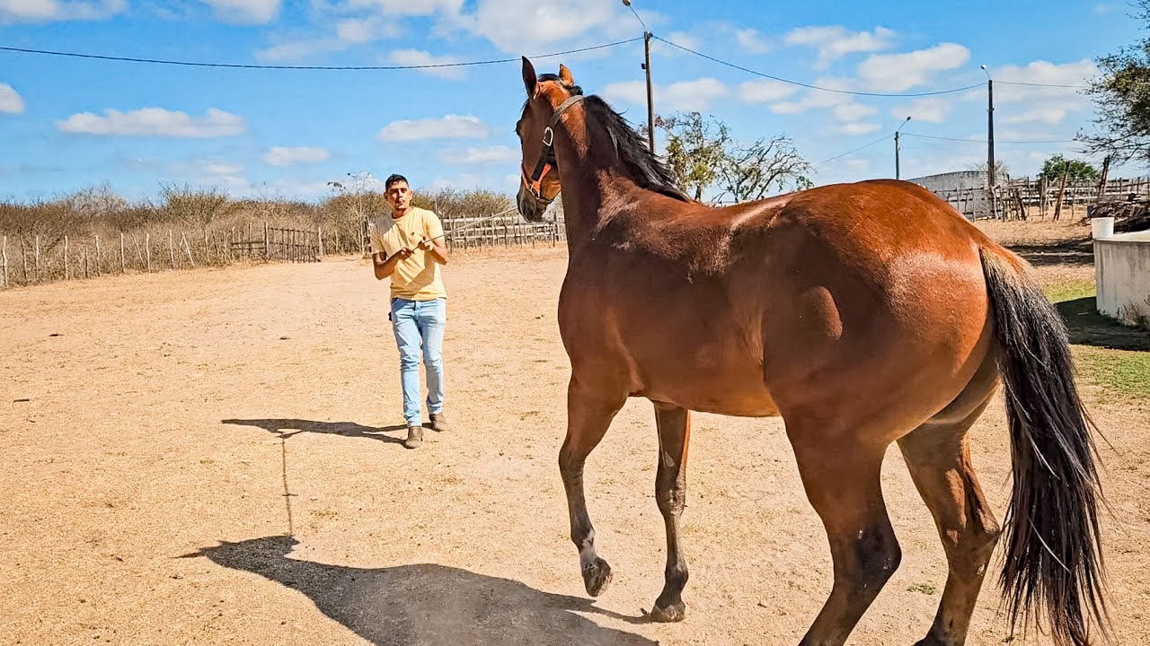 FEIRA DE CAVALOS DE CARUARU PE, ÚLTIMA FEIRA DE 2025, (30/12) #nordeste