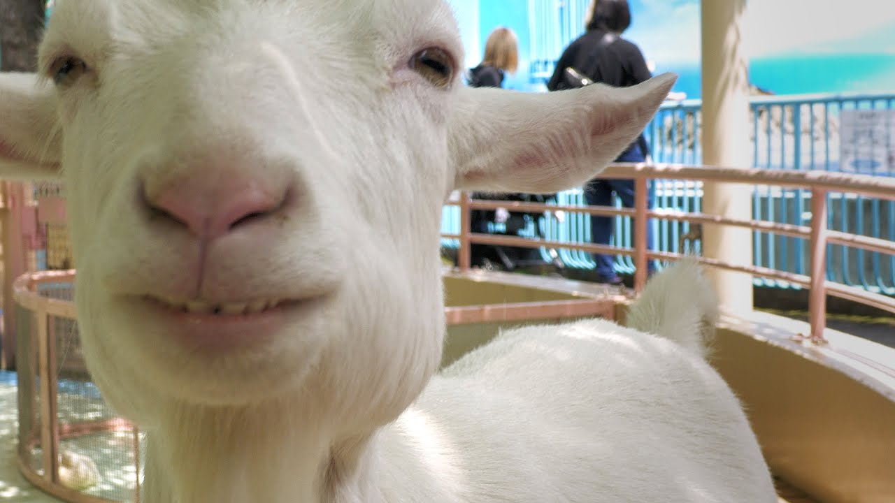 ふれあいコーナー【江戸川区自然動物園】
