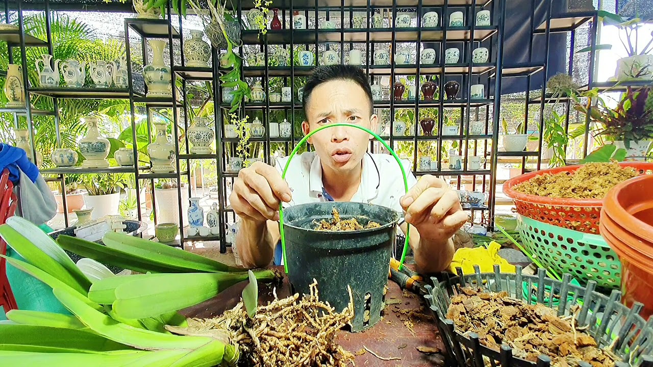 Cách Trồng Hoa Lan Kiếm Đơn Giản