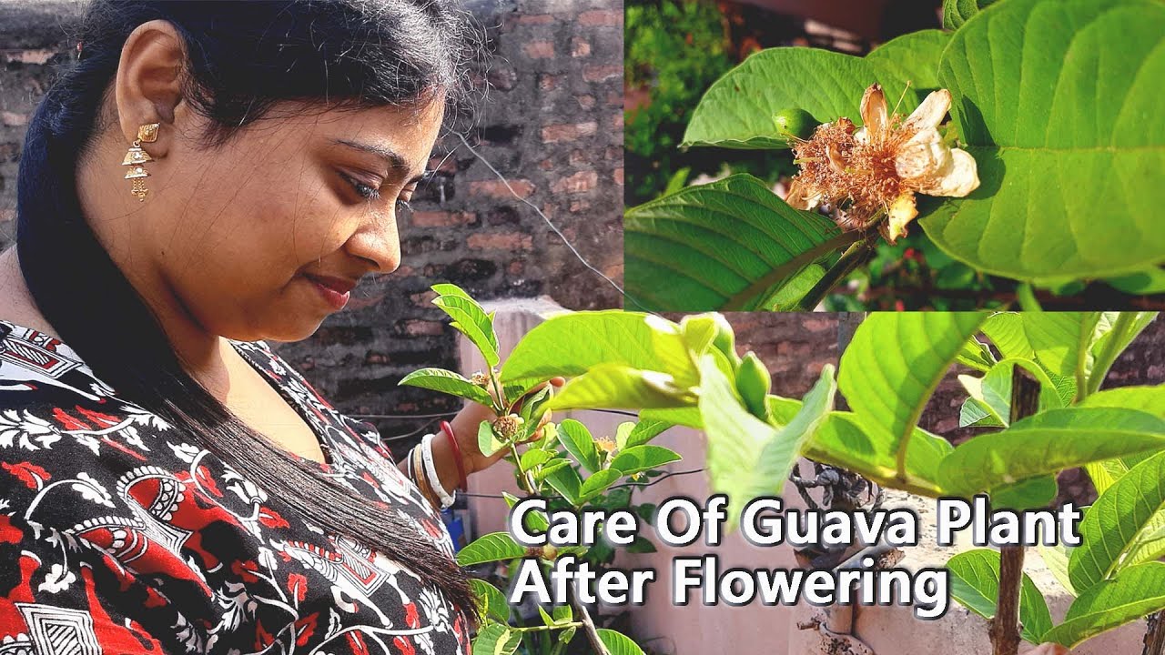 Guava Plant Care tips After Flowering ||Psidium Guava