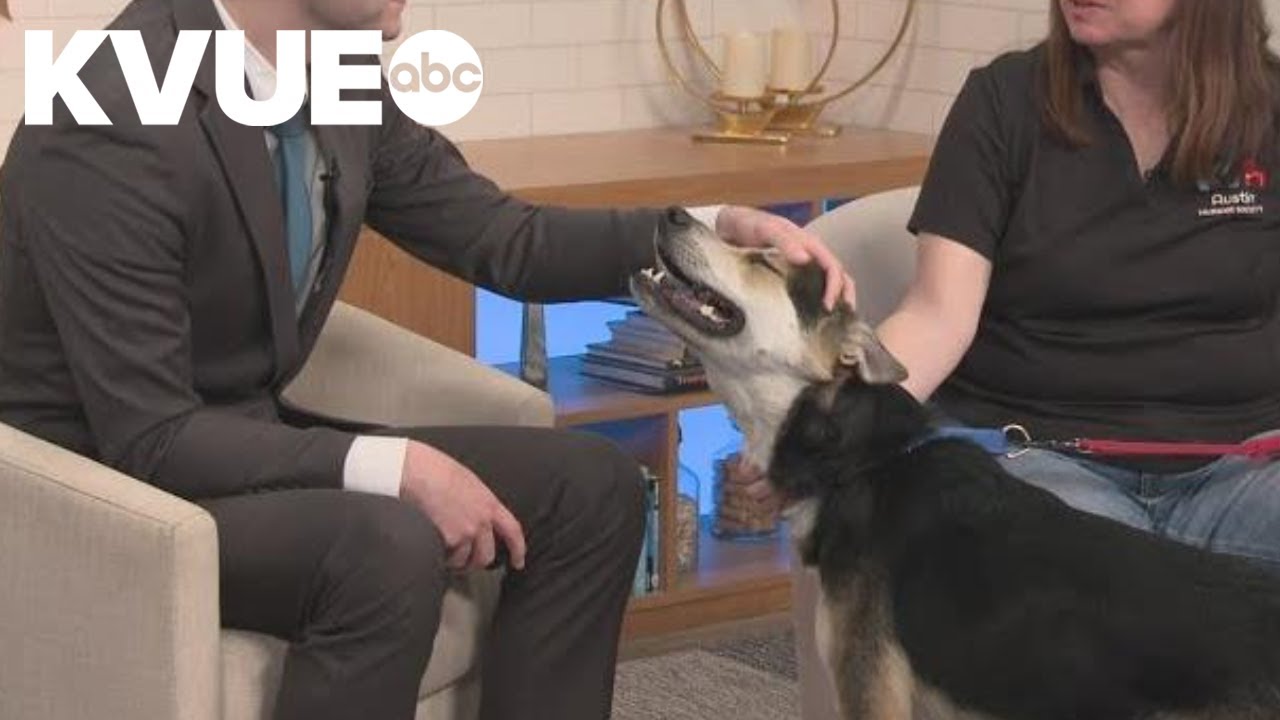 Meet Phoebe, a dog available to adopt from Austin Humane Society | Pet of the Week