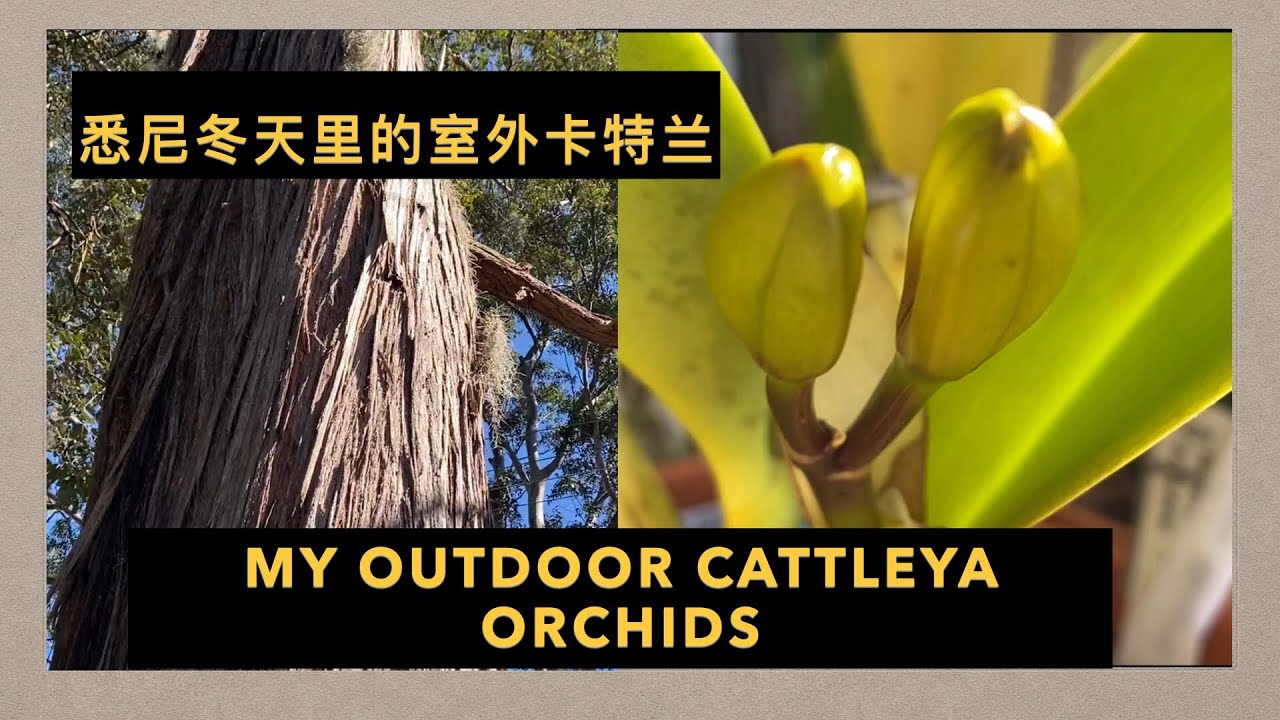 GS-38 户外的卡特兰在冬天能长花苞吗 my outdoor Cattleya orchids
