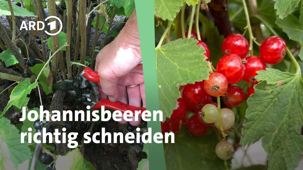 So gelingt der Schnitt von Johannisbeeren | MDR Garten