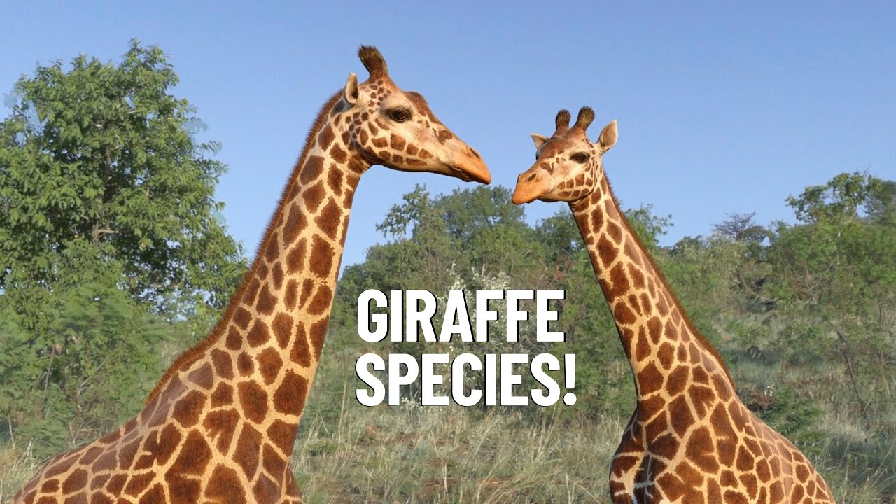 Discover the Hidden World of Giraffes: How Many Types Exist in Africa?