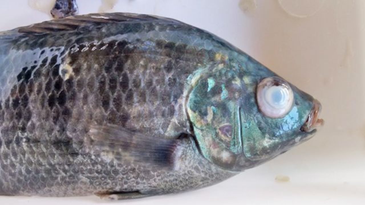 🚨 BACT&Eacute;RIA PERIGOSA &eacute; descoberta nas TIL&Aacute;PIAS no BRASIL