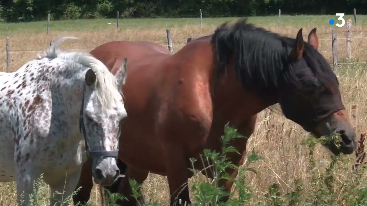 Belle histoire : Prince, le cheval guide d'aveugle qui accompagne Fantaisie dans l'Ain