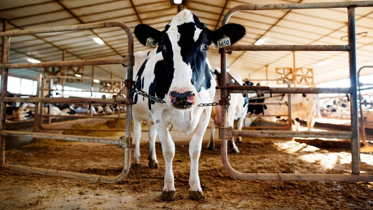 Udder Chaos: Govt unveils dairy code of conduct