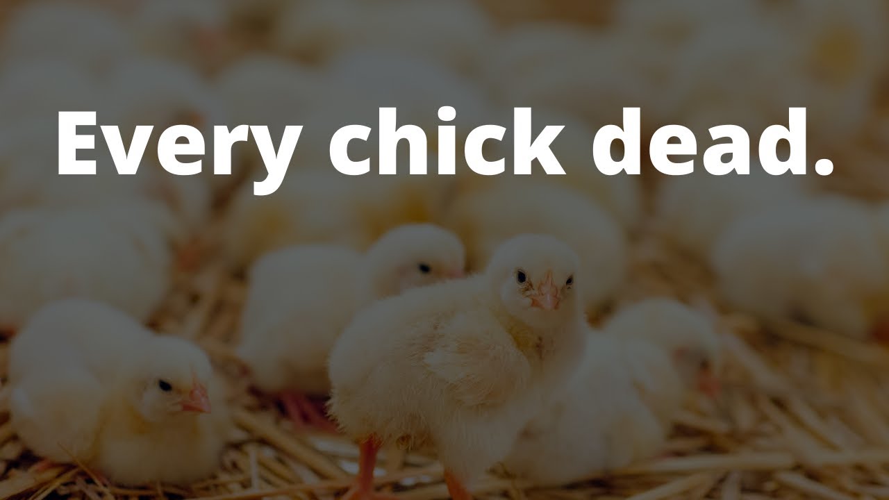 The mystery of sudden death in healthy chicks