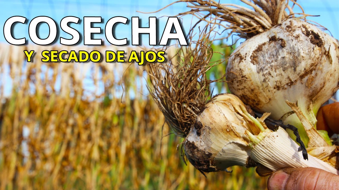 🔝 Súper COSECHA de AJOS y como SECARLOS CORRECTAMENTE para que NO se ECHEN a PERDER 🧄 (Truco)