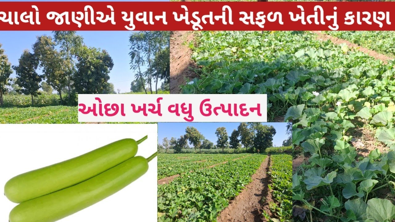દૂધીની ખેતી વિશે સંપૂર્ણ માહિતી || ઓછા ખર્ચ વધુ ઉત્પાદન એટલે દૂધીની ખેતી || યુવાન ખેડૂતની  વાતો 