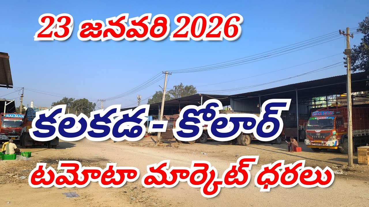 @23 జనవరి 2026// కోలార్//కలకడ 🍅టమోటా మార్కెట్ ధరలు 🍅🍅Kolar, Kalakada tamota live Rates 